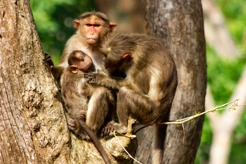 Bonnet Macaque mother tenderly grooms her baby while the father keeps watch. This monkey species is found only in Peninsular India, in the deciduous forests of Eastern and Western Ghats and Nilgiris.