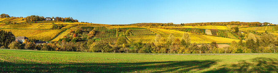 Panorama eines Weinbergs im Rheingau