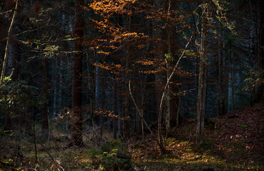 i colori caldi dei boschi autunnali, il bosco autunnale con un tappeto di foglie secche e i suoi colori vivaci