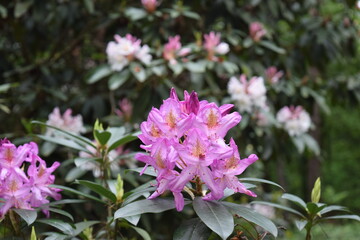 Flower in arboretum.