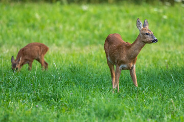 Reh (Capreolus capreolus) mit Kitz