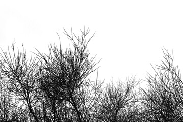 spartium plant branches in the wintertime