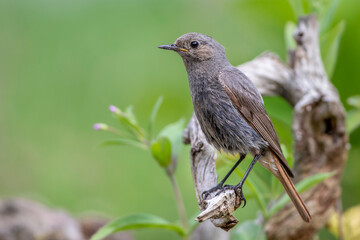 Hausrotschwanz (Phoenicurus ochruros) Weibchen