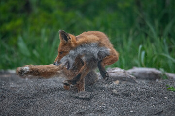 Playful red fox
