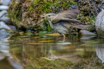 Zilpzalp (Phylloscopus collybita)