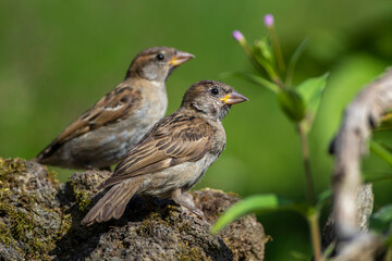 Haussperling (Passer domesticus) Jugendlich