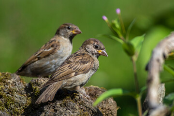 Fototapeta premium Haussperling (Passer domesticus) Jugendlich