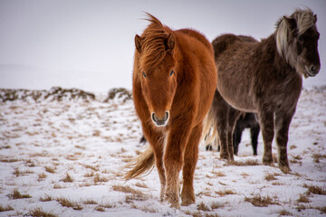 Northern horses in Iceland in winter.