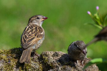 Haussperling (Passer domesticus) Jugendlich