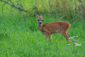 Reh (Capreolus capreolus)