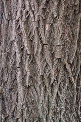 Natural tree bark for texture