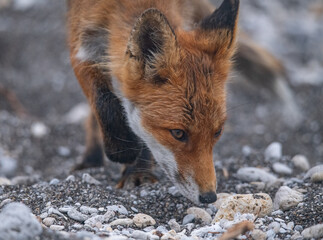 Naklejka na ściany i meble Playful red fox