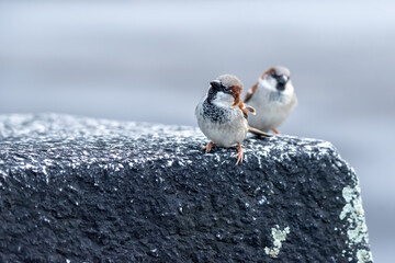 Sparrow on rock. Two male house sparrows looking at camera curiously in Switzerland. Passer...