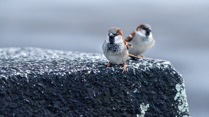 Sparrow on rock. Two male house sparrows looking at camera curiously in Switzerland. Passer domesticus.