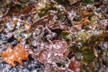 a branch of hazel on a background of ice leaves