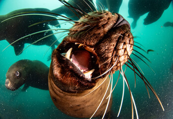 Naklejka na ściany i meble Playful sea lion underwater