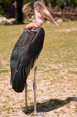 black billed stork