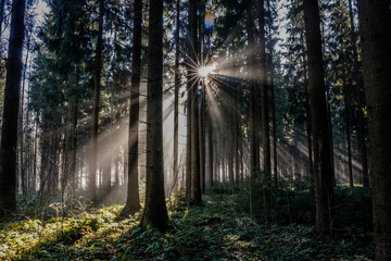 Waldmagie, Sonnenstrahlen im Wald mit vielen Bäumen mit Sonnenstern