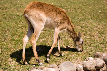deer eating grass