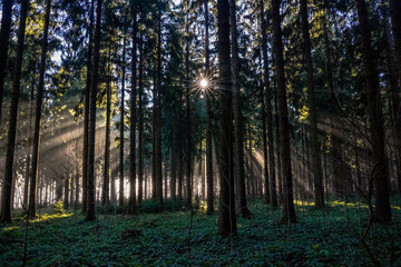 Sonnenstrahlen im Wald mit vielen Bäumen und Sonnenstern- Waldmagie
