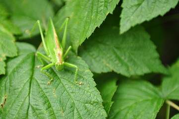 grasshopper on a leaf