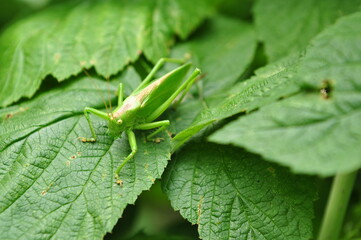 grasshopper on a leaf