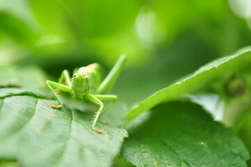 grasshopper on a leaf