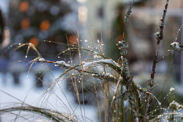 Trees, shrubs and forest are frozen in winter.