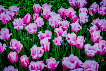 Obraz premium Colorful spring tulip garden