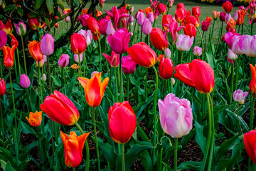 Colorful spring tulip garden