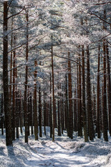 Trees and forest frozen in winter.