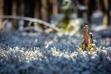 Trees and forest frozen in winter.