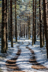 Fototapeta na wymiar Trees and forest frozen in winter.