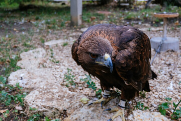 Golden eagle, Aquila crysaetos, sitting on the stone, close up