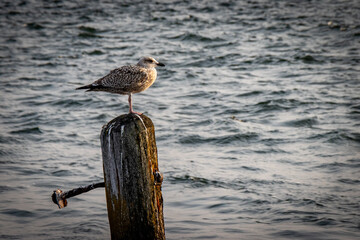 seagull on a pier