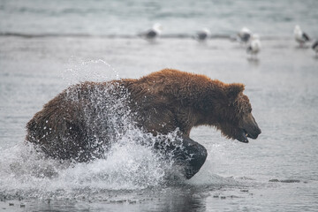 Obraz premium Brown bear hunts for salmon in Kamchatka, Russia