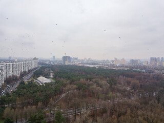 Aerial drone view. A flock of doves in the sky over the city park.