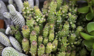 Exotic tropical cactus