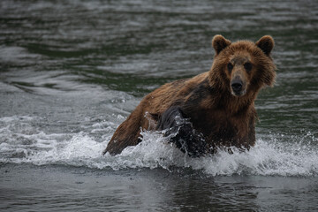 Obraz premium Brown bear hunts for salmon in Kamchatka, Russia
