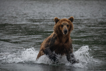 Plakat Brown bear hunts for salmon in Kamchatka, Russia