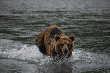 Obraz na płótnie Canvas Brown bear hunts for salmon in Kamchatka, Russia
