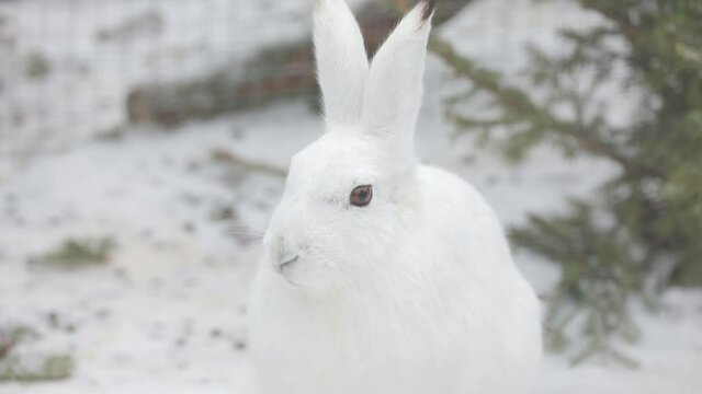 Portrait of a white wild hare against the background of fir branches. Winter, there is snow everywhere, a hare moves its mustache and sniffs, a close-up of an animal
