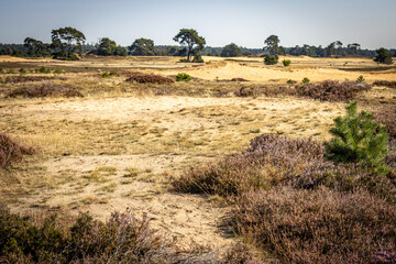 Obraz premium nationalpark Hoge Veluwe in the Netherlands