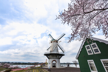 Fototapeta na wymiar 日本　長沼フートピア公園オランダ風車と満開の桜