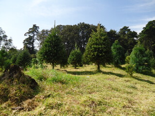Vista de bosque de árboles de navidad