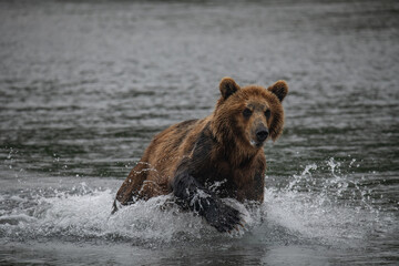 Obraz na płótnie Canvas Brown bear hunts for salmon in Kamchatka, Russia