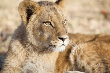 Lion Cub ALERT Project Zambia