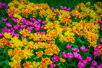 Obraz premium Colorful spring tulip garden
