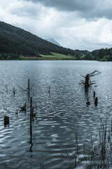 Dead trees flowing in lake Doxa, in Greece