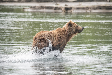 Brown bear on the river in Russia